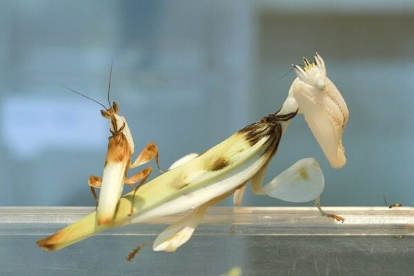 Orchideen Mantis