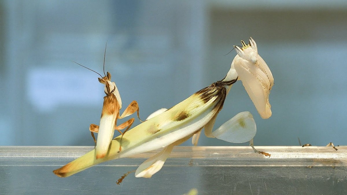 Orchideen Mantis